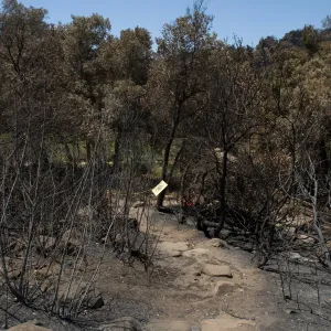 Woodland Trail to Meadow after the Jesusita Fire