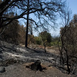 burned tree stump on Woodland Trail after the Jesusita Fire