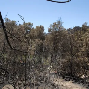 Woodland Trail after the Jesusita Fire