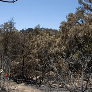 SBBG Woodland Section after the Jesusita Fire