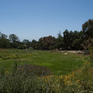 Meadow after the Jesusita Fire