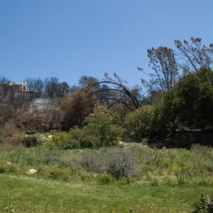 Meadow and view of neighboring home off of Mission Canyon Road after the Jesusita Fire