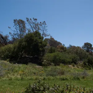 Meadow and view of burned area along mission Canyon Road after the Jesusita Fire