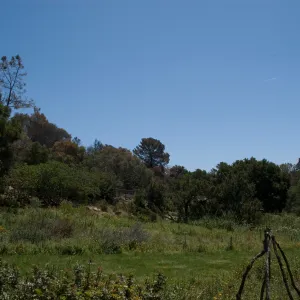 Meadow after the Jesusita Fire