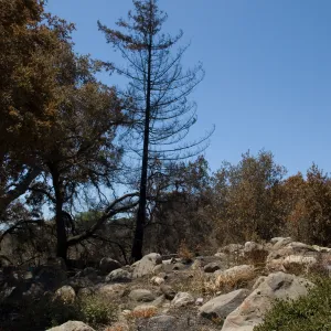 burned area between the Meadow Oaks and the Orchid Display after the Jesusita Fire