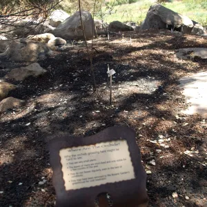 burned Orchid Display after the Jesusita Fire