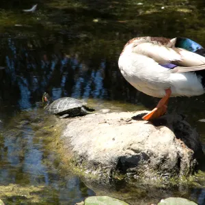 Duck and turtle in pond after the Jesusita Fire