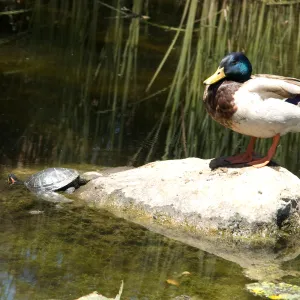 turtle and duck in the pond after the Jesusita Fire
