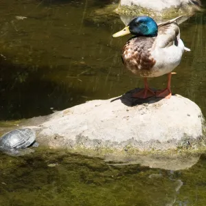 turtle and duck in the pond after the Jesusita Fire