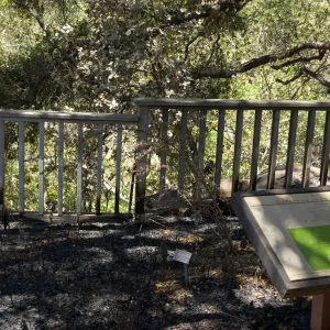 'Gardening in the Shade', burned railing along the canyon rim, adjacent to the cottage, after the Jesusita Fire
