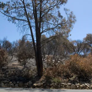 East side of Mission Cayon Road, near entrance to Porter trail, after the Jesusita Fire