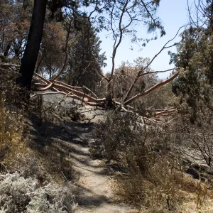 Porter Trail, mid-slope, with fallen Cypress, after the Jesusita Fire