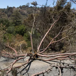 burned Cypress, Cupressus forbesii, after the Jesusita Fire