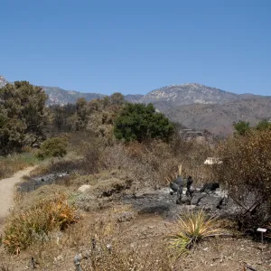 Porter Trail after the Jesusita Fire