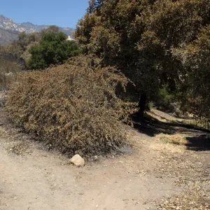 Porter Trail at intersection with trail to East Slope, after the Jesusita Fire