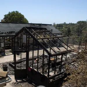burned lath houses at the Hort unit, after the Jesusita Fire