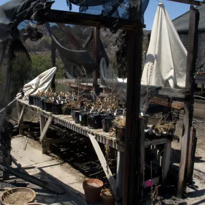 wood bench and potted plants remain in the burned out lath house, after the Jesusita Fire
