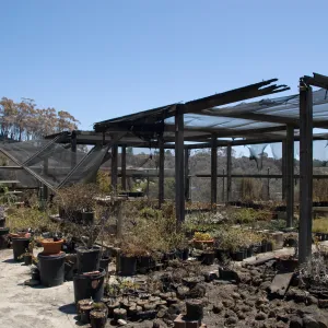 potted plants burned at the Horticulture Nursery growing area, after the Jesusita Fire, view of burned Eucalyptus grove on slope behind