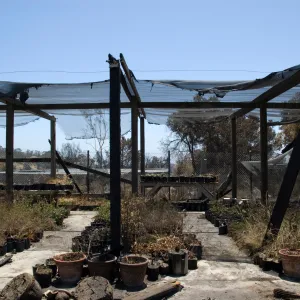 potted plants burned at the Horticulture Nursery growing area, after the Jesusita Fire