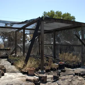 burned Horticulture Nursery, after the Jesusita Fire