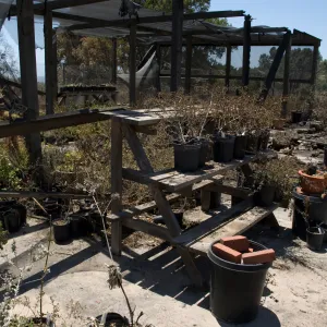 potted plants burned by the Jesusita Fire