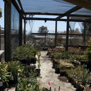 potted plants inside the Horticulture Nursery growing area, after the Jesusita Fire