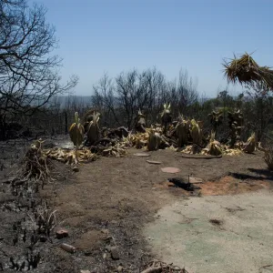 Gane House patio, after the Jesusita Fire