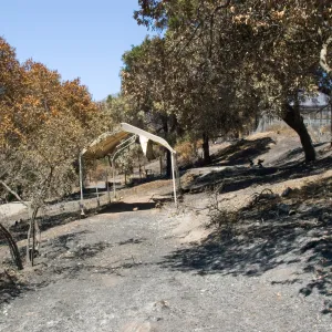 burned slope adjacent to the Children's Garden, after the Jesusita Fire
