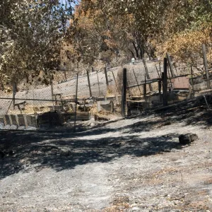 Children's Garden, after the Jesusita Fire