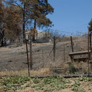 Cypress Section, Hort Unit and Children's Garden area, after the Jesusita Fire
