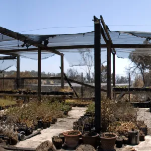 Horticulture Nursery growing area with potted plants burned in the Jesusita Fire