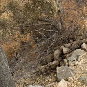 view down Mission Canyon from Desert Section, after the Jesusita Fire