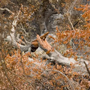 toppled oak tree (Coastal Live Oak) in the canyon, after the Jesusita Fire