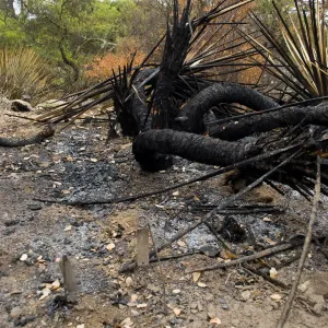 Desert Section, after the Jesusita Fire
