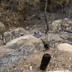 canyon slope below Campbell Trail, after the Jesusita Fire