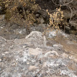 Mission Creek, after the Jesusita Fire