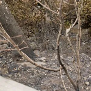 Mission Creek, after the Jesusita Fire