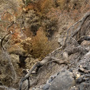 burned oak on east slope of Mission Canyon, after the Jesusita Fire