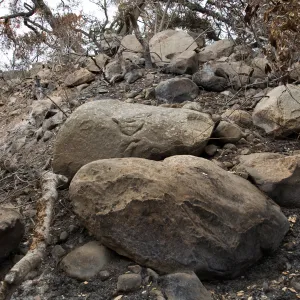 east slope of Mission Canyon, after the Jesusita Fire