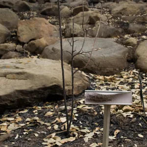 burned and melted plant identification label, after the Jesusita Fire