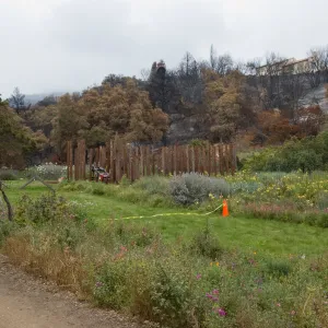 view of Meadow with burned area behind, after the Jesusita Fire