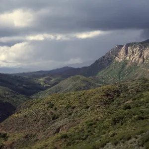 Hard chaparral, on Aliso Loop Trail
