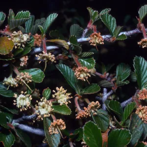 Cercocarpus betuloides Branch with Flowers