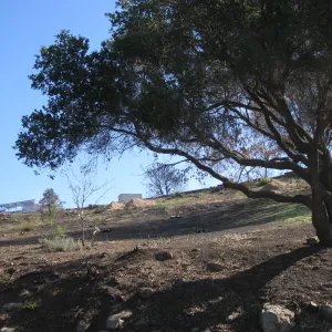Clearing along Mission Canyon Rd after Jesusita Fire
