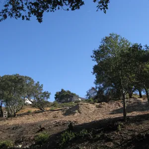 Clearing Cypress area after Jesusita Fire