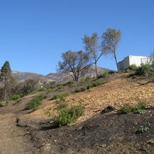 Cleared Cypress section after Jesusita Fire