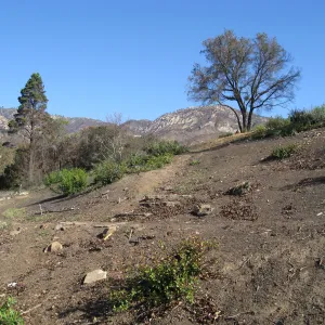 Cleared Cypress section after the Jesusita Fire
