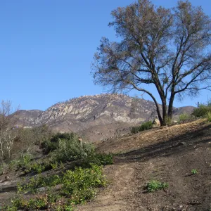 Cleared Cypress section after Jesusita Fire