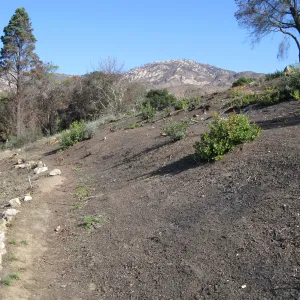 Cleared Cypress Section after Jesusita Fire
