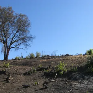 Cleared Cypress section after Jesusita Fire